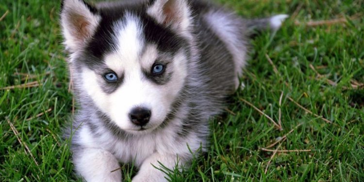 Pomsky-pomsky pup