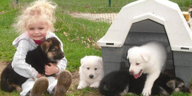 39 - German Shepherd For Sale