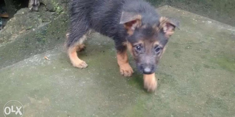 4 germa shepherd dogs black