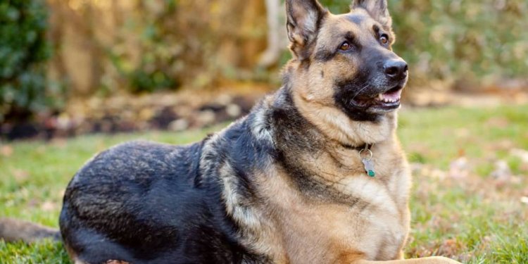 Fabulous German Shepherd Dog