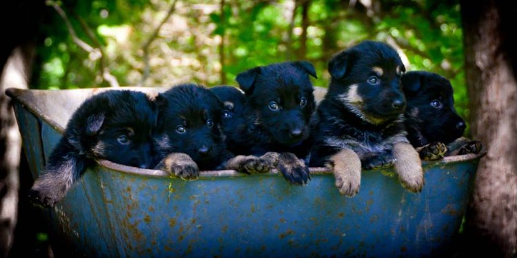 Adult German Shepherds For