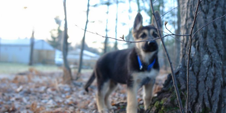 AKC black and tan German Shepherd puppies