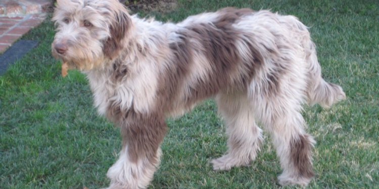 Australian Shepherd Poodle