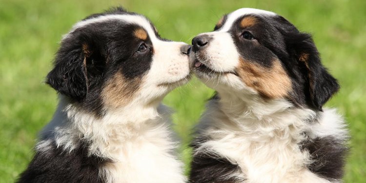Australian Retriever