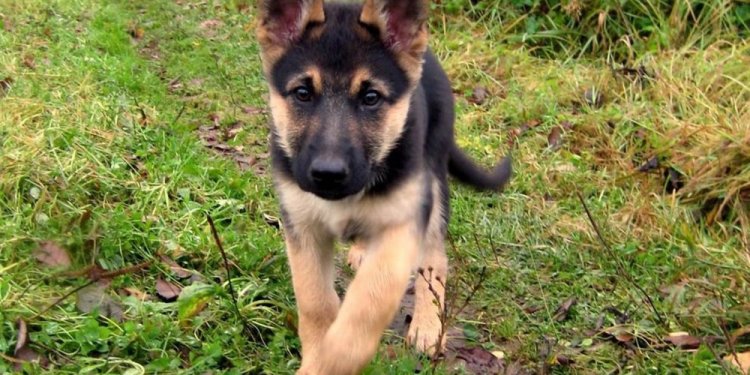 Image of: Baby German Shepherd