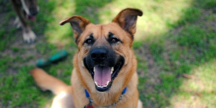 Black German Shepherd Lab Mix;