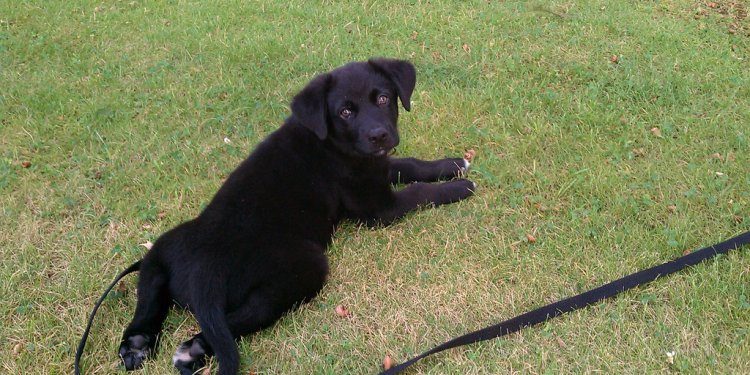 Belgian shepherd mix puppy