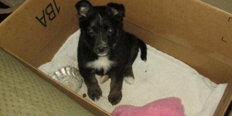 Border Collie x German