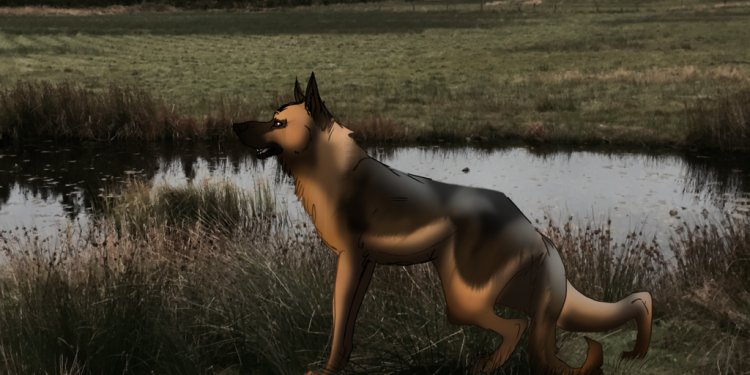 German shepherd by melverissaa