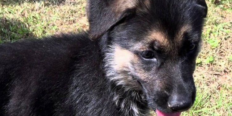 German Shepherd Puppies Fl