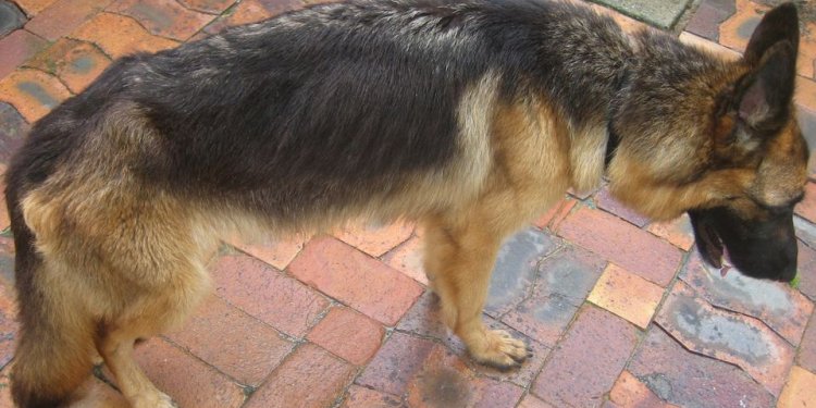 Year old German Shepherd