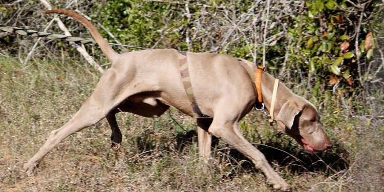 K9-conservation-weimaraner