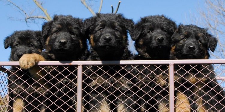 Crooked River German Shepherds