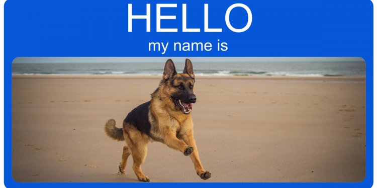 German Shepherd Dog Names