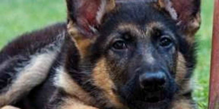 Cutest German Shepherd