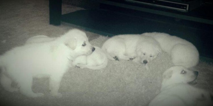 German Shepherd Puppies ♡