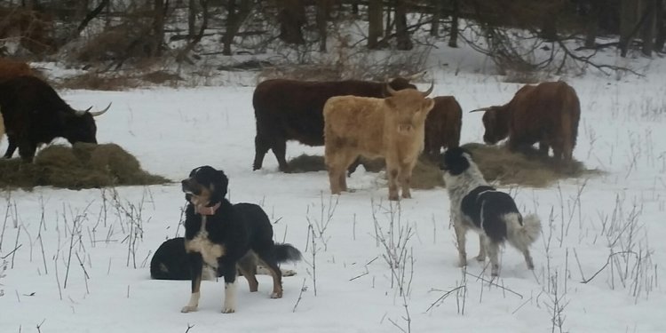 Our English Shepherds