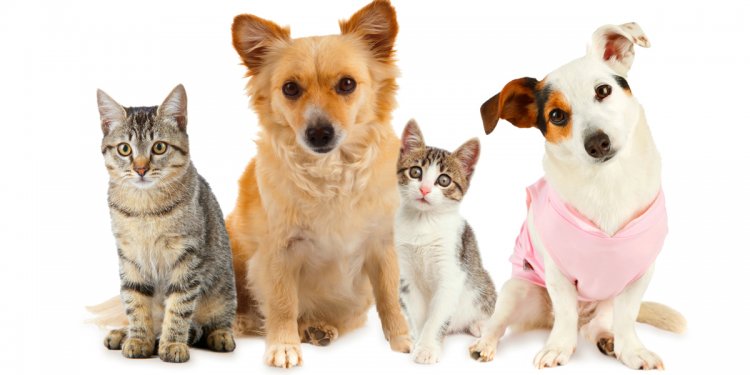 Top 10 most popular dog and