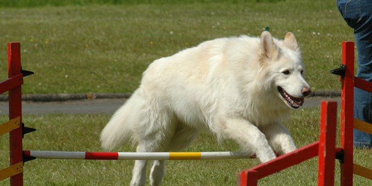 File:White German Shepherd.jpg