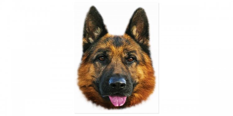 German Shepherd Alsatian K-9