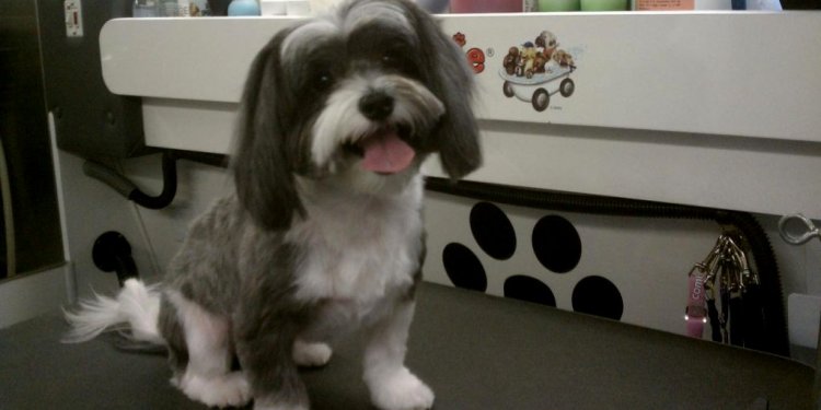 Puppy Cut Havanese