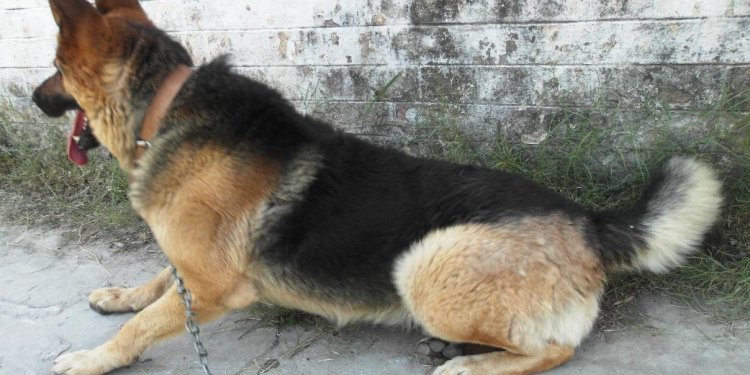 German shepherd for sale