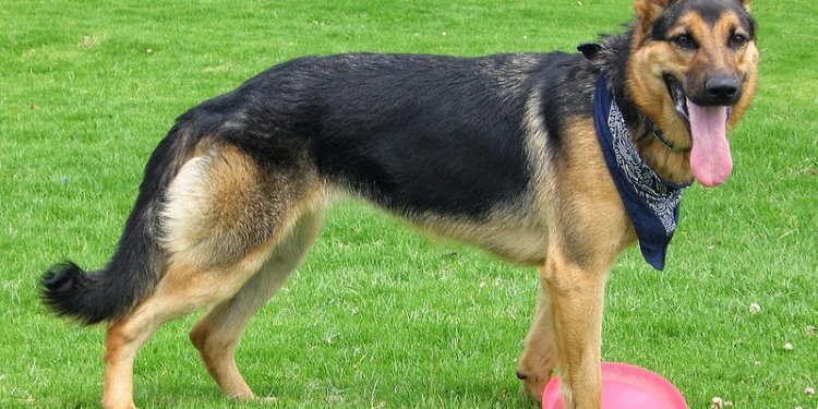 German Shepherd Breed Info - One of the Most Versatile and Smartest Dog Breeds