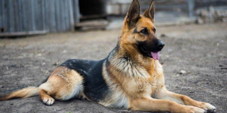 German Shepherd Coat