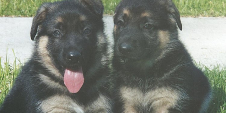 German Shepherd Dog