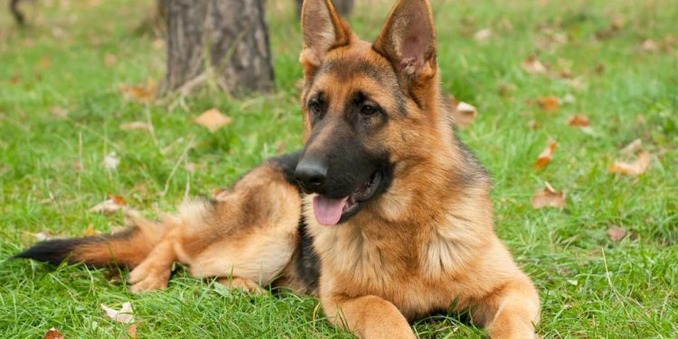 German Shepherd Breed