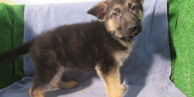 German shepherd dog club