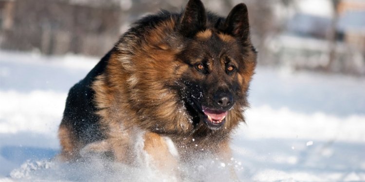 German Shepherd 2013