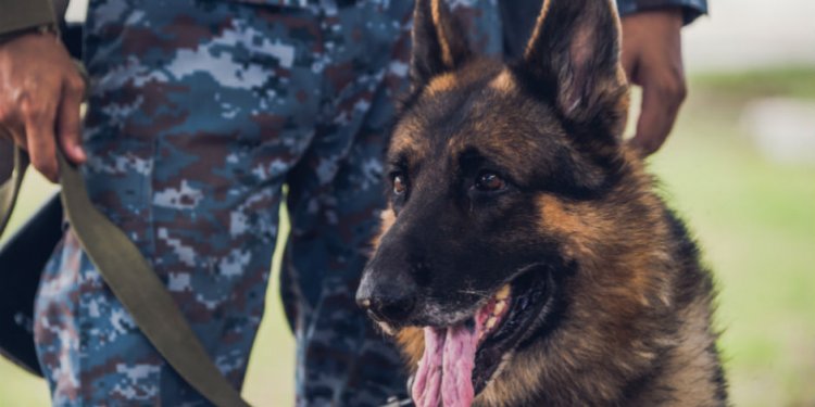 German Shepherd Takes On ISIS