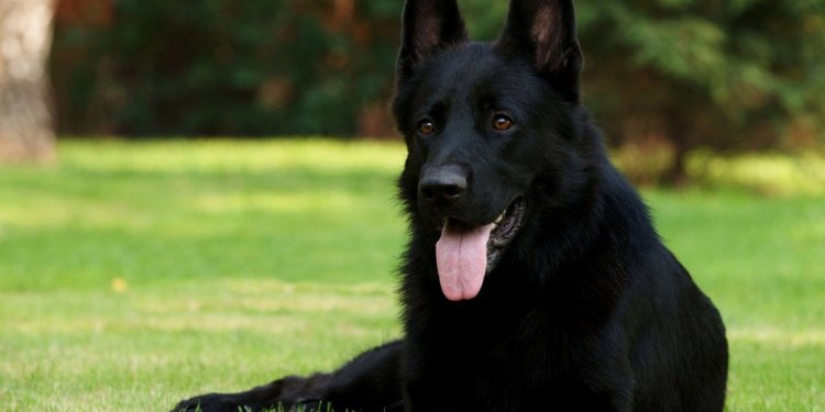 Are Black German Shepherd Good