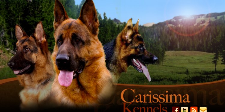 German shepherd breeders