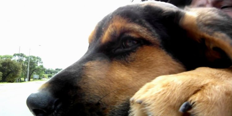 German Shepherd Lab Puppy