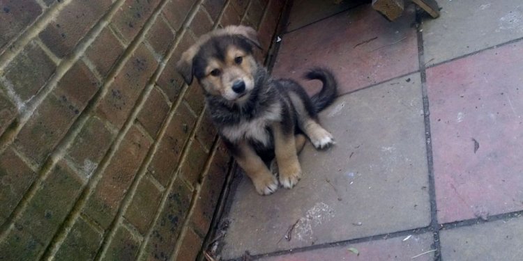 German Shepherd Malamute Mix