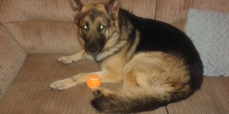 German Shepherd male - Pets