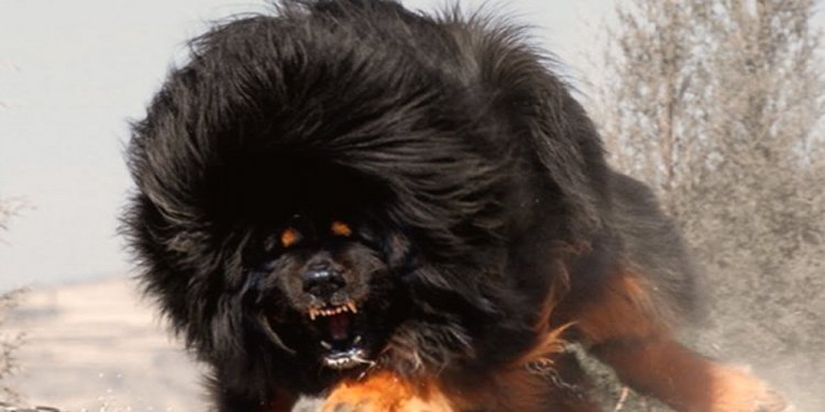 Vicious Dog Breeds Images