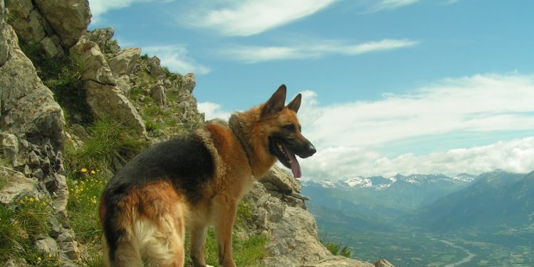 German Shepherd Mountain Dog