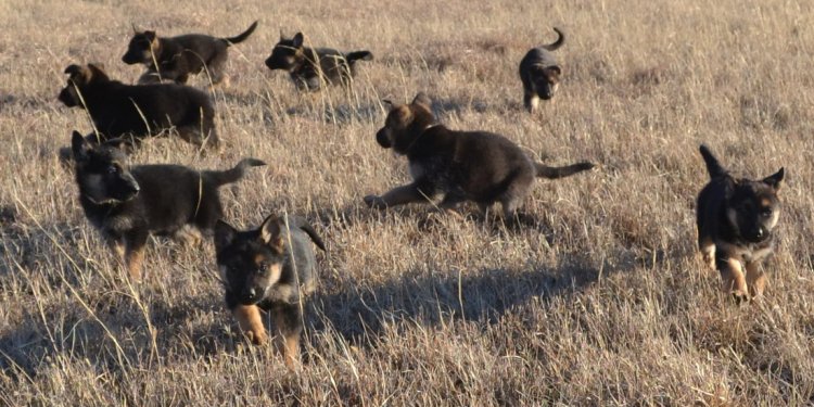 German shepherd names starting