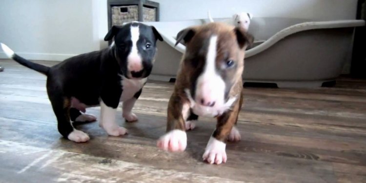 Bull Terrier Puppies Nc