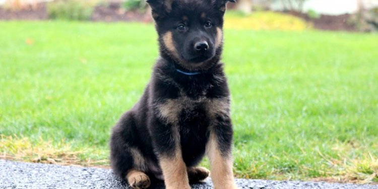 AKC German Shepherds