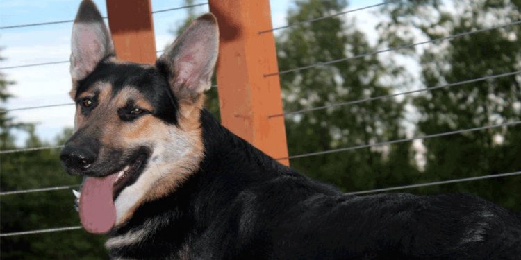 German Shepherd Breeder in