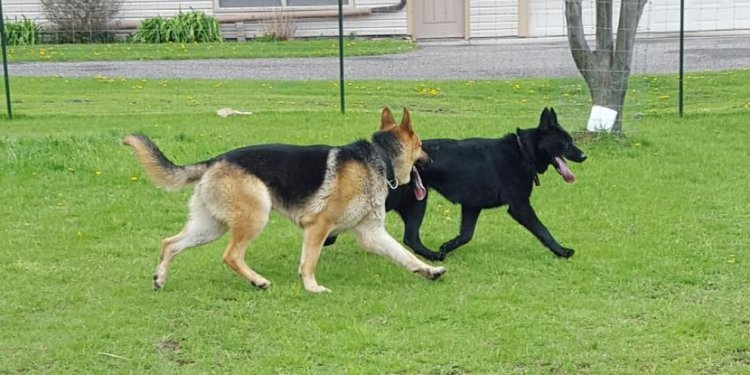 Litter due December 25!!