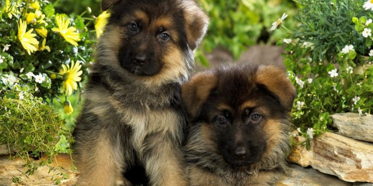 German Shepherd Puppies