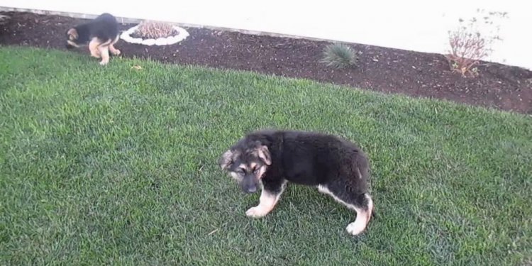 German Shepherd Puppies