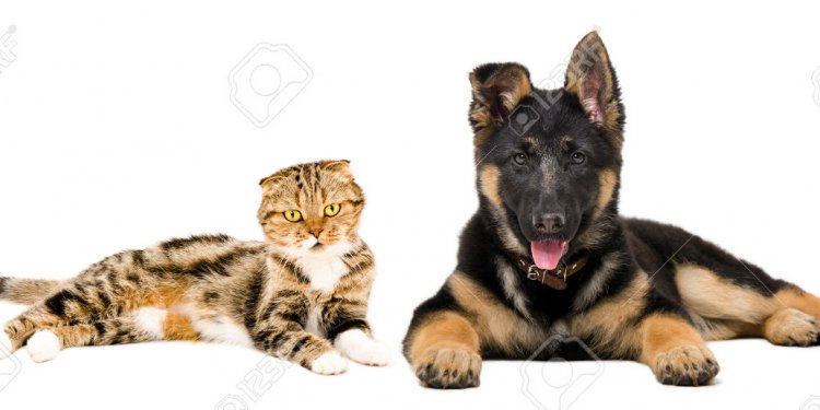German Shepherd puppy and cat