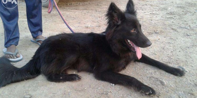 Gsd black female 11 months old