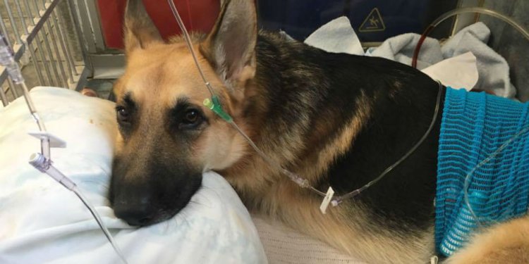 German Shepherd Recovering